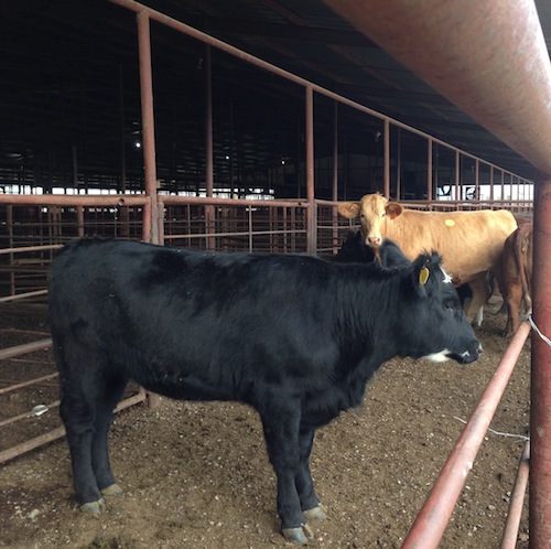 heifersforSD heifersforSD