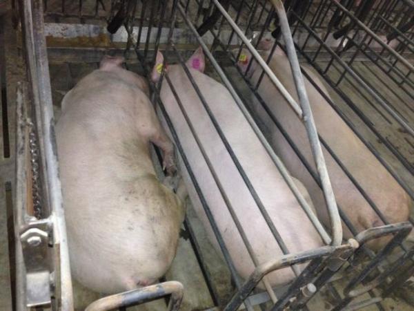 tysonpork tysonpork